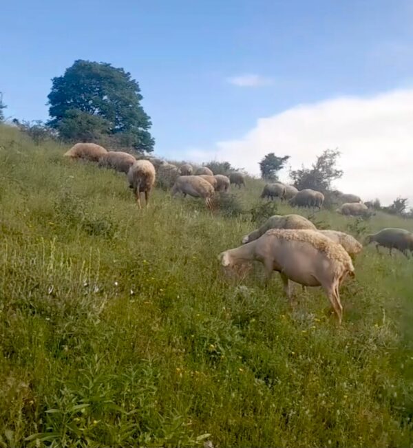 schaap snijbij
