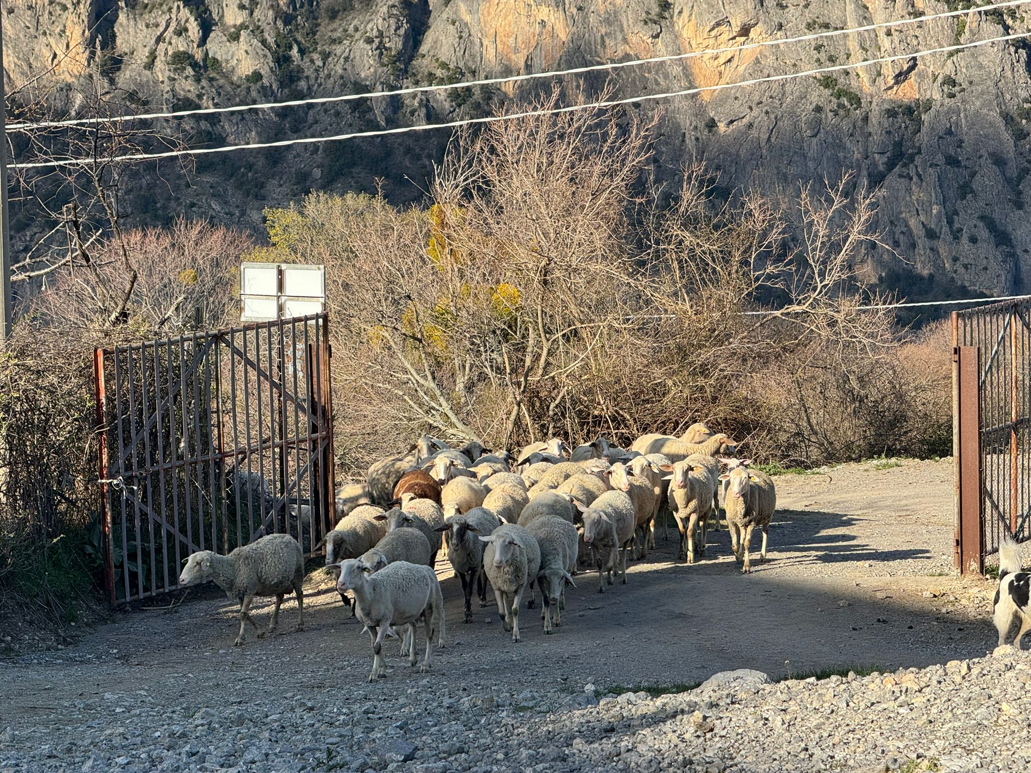 schaap1