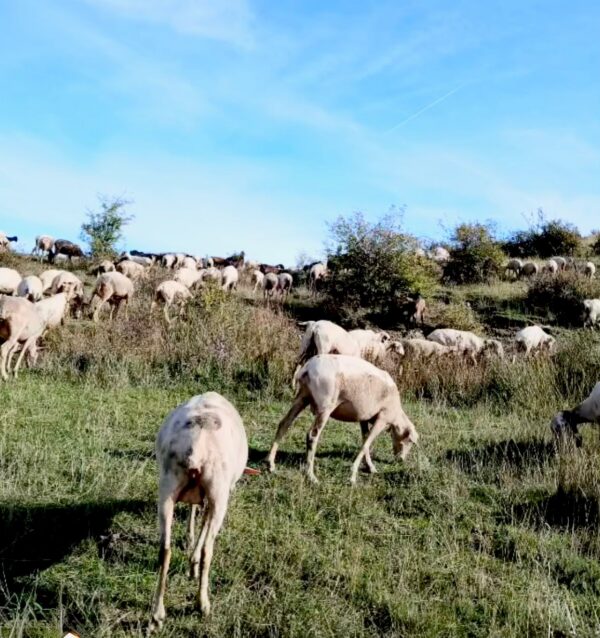 schaap88